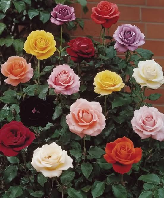 Bouquet untuk Cowok: 5 Ide Buket Unik dan Anti-Mainstream