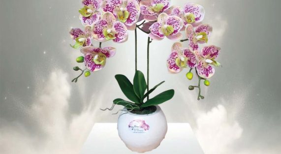 Mengenal Makna di Balik Setiap Warna Mawar: Simbol, Arti, dan Waktu Terbaik Memberikannya